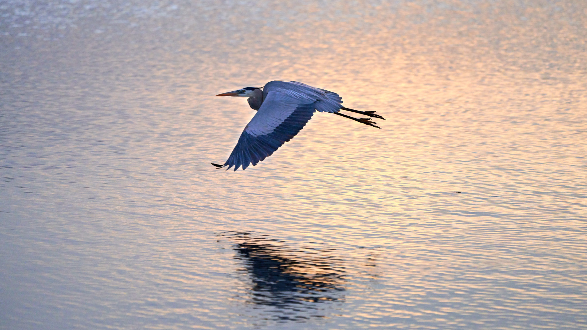 Blue Heron